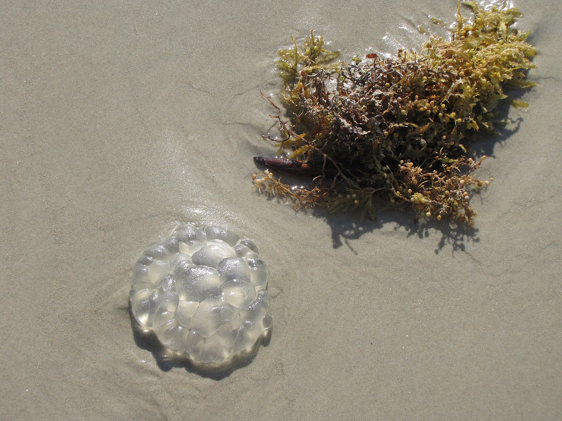 FSU Researchers Turn Stinking Sargassum into a Pantry Staple